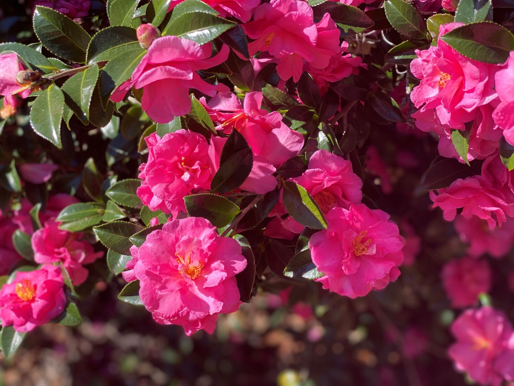 camellia1jpg.jpg (copy)